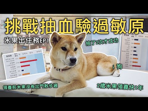 找到柴犬 米果大過敏的元兇❗️克服恐懼挑戰抽血第2次才成功，醫生卻宣判牠不能吃「米飯、蘋果、芭樂」⁉️【米果出任務EP1】｜芒果這一家🥭