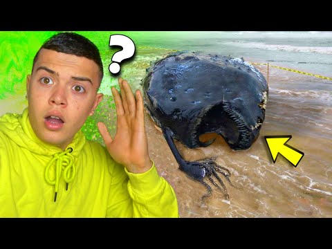 8 incredible things! The waves brought her to the shore 🌊