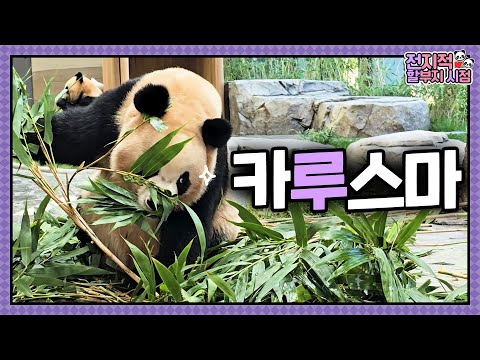 I, Captain Ru, Will Protect Our Home🥷 | Omniscient Grandpa View ep.240