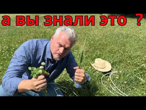 секреты пастбищных трав