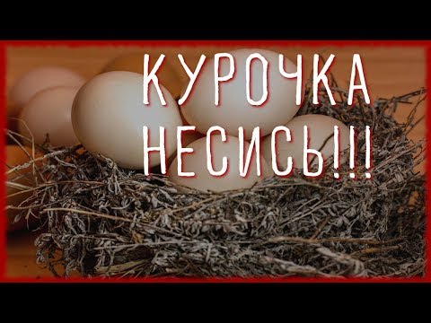 10 СОВЕТОВ ЧТОБЫ КУРЫ неслись ЗИМОЙ КАК ЛЕТОМ. #2. Чем кормить кур чтобы хорошо неслись?
