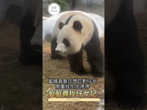 [大熊貓🐼之旅］盈盈食食下竹葉尋仔女記🐼🐻🐼🐻🐼💕💕💕💕💕
