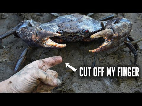 Can a Mudcrab cut off your finger?