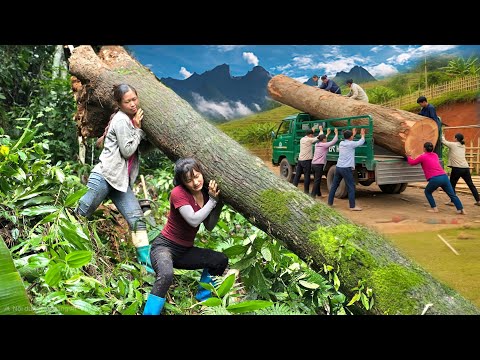 Agricultural vehicle, two girls harvesting giant timber on dangerous cliffs.#wood #girl #truck #farm
