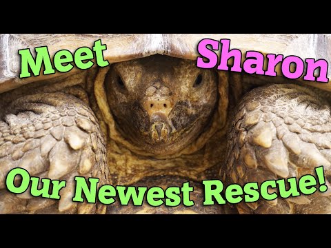 We Adopted a Huge Sulcata Tortoise!