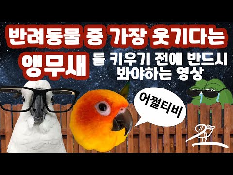 The realistic pros and cons of raising parrots!