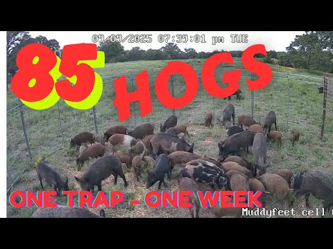 Trapped 52 Wild Hogs in one day. New Personal Record for Muddyfeet!