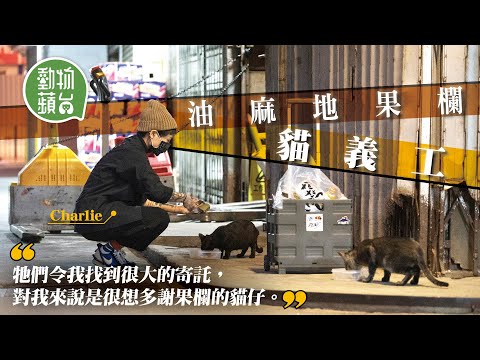 情緒病女生靠油麻地果欄貓貓走出陰霾  餵罐、梳毛兼杜蚤  為貓咪們買頸帶防小偷：「不見了有特徵找回來」 #動物蘋台─果籽 香港 Apple Daily─原刊日期：20210107