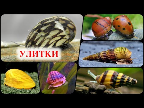 Aquarium Snails: Benefits? Harm? Beauty?