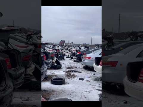 The K-Series craze is serious!! 😅 #kseries #vtec #engineswap #kswap