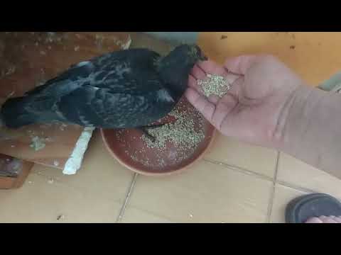 비둘기 새끼 아직 먹이를 먹지 않고 따라오옴