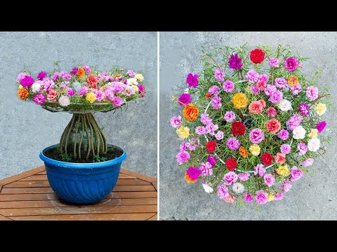 [Home decoration] Make bonsai flower pots with moss roses to decorate your home