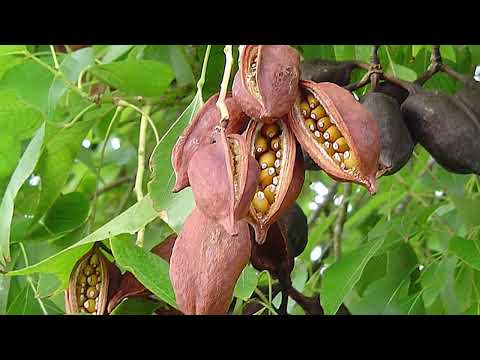 MOST WEIRD TREES in the World