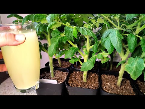 РАССАДА ТОЛСТЕЕТ НА ГЛАЗАХ И КОРНИ ПРУТ КАК БЕШЕНЫЕ! РАССАДА КРЕПКАЯ КОРЕНАСТАЯ