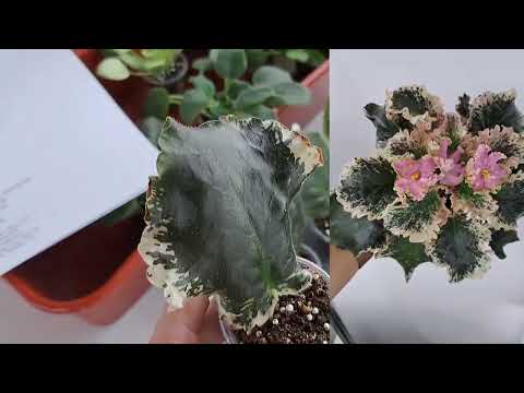 Продажа фиалок из Новокузнецка за 3.06.25 ватсап +79089505440