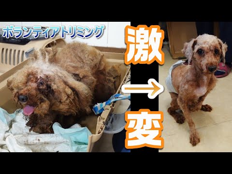 [Rescue dog] The price of surviving in an outdoor cage for two years was a 3cm thick hairball... ...