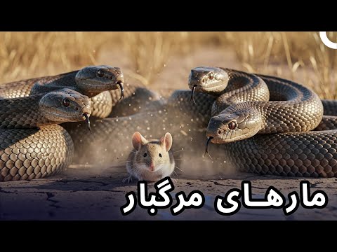 طبیعت پنهان آفریقا🐍☠️ | مستند فارسی