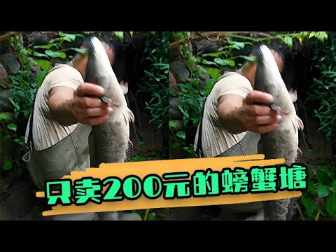 養了十幾年的螃蟹塘，爲啥只賣200元#大表哥 #護外 #fishing