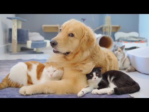 My Golden Retriever's Magic Makes Every Cat In Family Love Him!