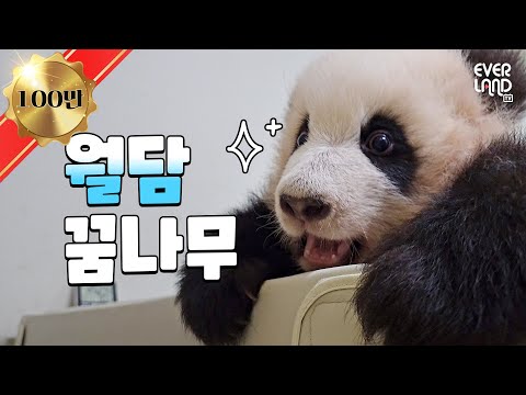Twin pandas being alike sister Fubao showing off climbing skills | #Pandawassong