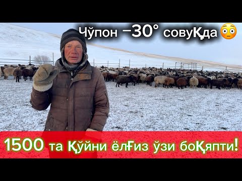 «−30° да 1500 та қўй: 🇷🇺 битта чўпон қандай уддалаяпти?»#рекомендация #россия #ферма #чорвачилик 
