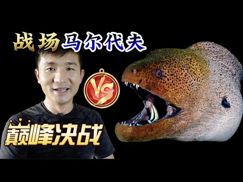 《环球探海记》马尔代夫 第11天:这么大的裸胸鳝,都把我咬伤了,挑战太难啦! #挑战不可能 #马尔代夫 #赶海 #海钓