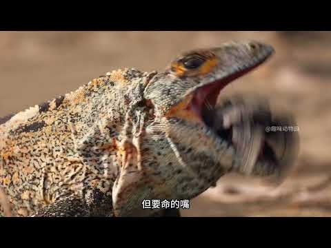 总时长2970秒，两个半口气讲解动物之间的搞笑瞬间#神奇动物 #动物解说 #搞笑动物解说