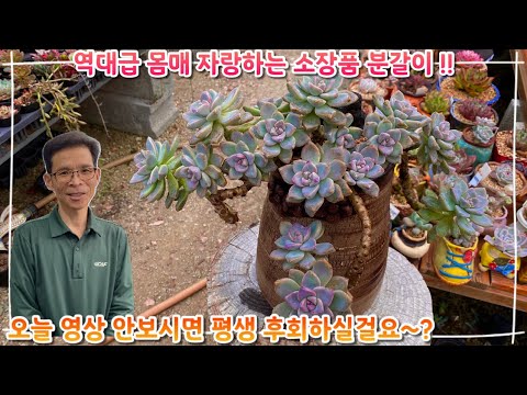 정말 역대급 몸매를 자랑하는 소장품 분갈이 !! 오늘 이 영상 안보시면 평생 후회하실걸요 ~? 다들 어서 빨리 시청하세요 !!