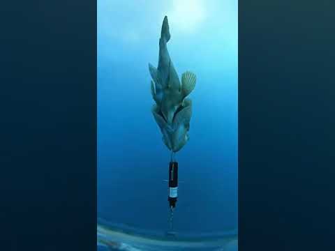 This little device saves lives! You won’t believe how it does it! #shorts #safety #wildlife #tips ￼