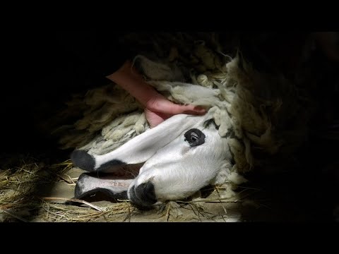 ЖЕНЕЧКА кричит от УЖАСА! ТАКОЙ свою МАМУ она еще НЕ ВИДЕЛА! Побрили всю семью овец, даже Гаврюшу!