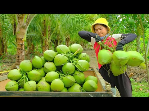 Harvesting Siamese Coconuts & Selling at Market | Planting Veggies & Feeding the Dogs on the Farm