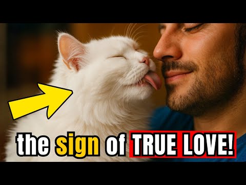 15 Undeniable Signs Your Cat Loves You More Than You Realize