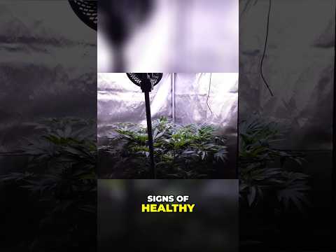 FLOWER FLIP  Organic Grow, Trellis Net & Canopy Maintenance!  #organicgardening