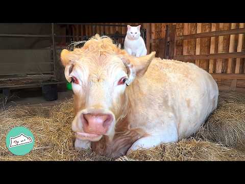 Barn Cat Gets Kisses From His Cow BFF | Cuddle Buddies