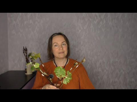 От черенка до саженца. Укоренение  винограда и выращивание саженцев в вопросах и ответах