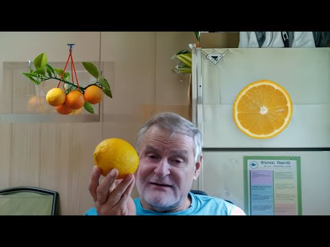 How Stan McKenzie Changed Cold Hardy Citrus growing (Full Interview)