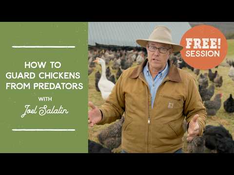 The Ultimate Guide to Protecting Your Chickens from Predators