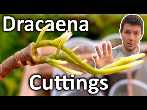 How to Grow Dracaena Plant from Cuttings | Dragon Tree Propagation