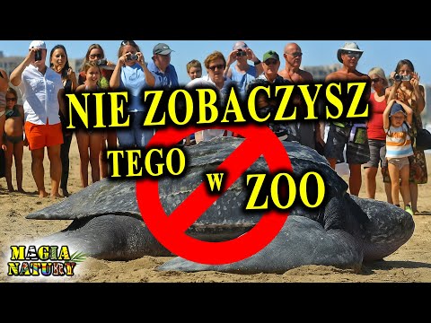 Animals That Are NOT in the ZOO!