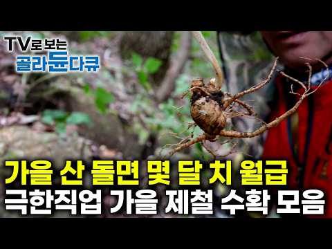 They Wait All Year for Autumn: Seasonal Harvest That Pays Months of Wages in One Day #PICKDOCU