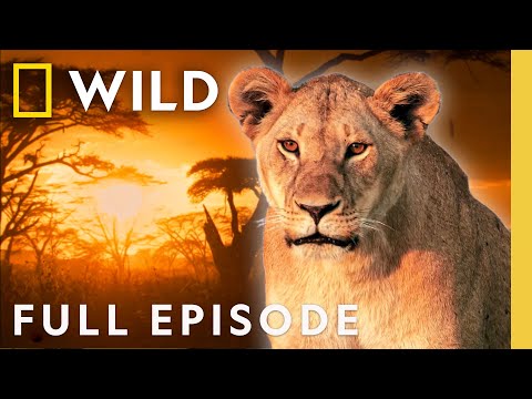 Lioness: Throne of Power (Full Episode) | Regime of the Queen | Nat Geo Animals