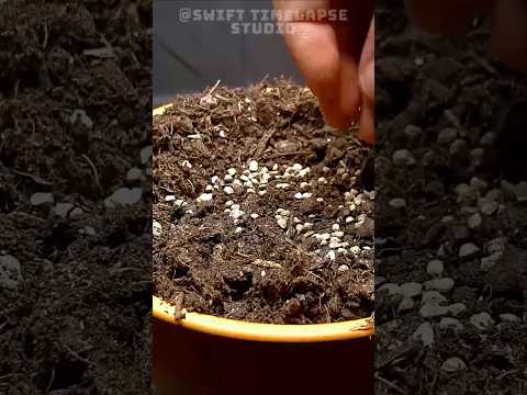Growing Spinach From Seed to Plant Time Lapse