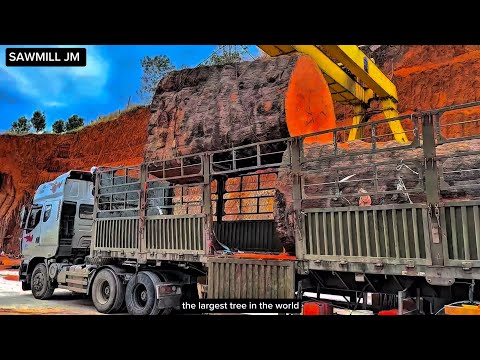 the largest tree in the world