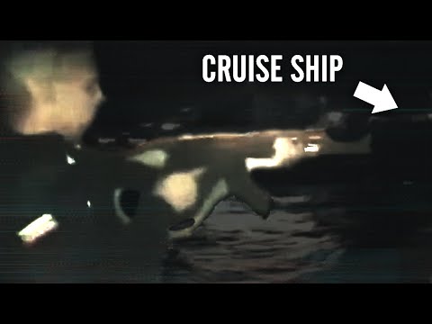 Venezuelan Navy Attacks Cruise Ship, Loses | Tales From the Bottle