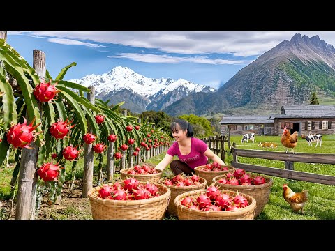 TIMELAPSE -- Crazy Young Chef Leaves the City for the Forest: Journey Harvest Rare Dragon Fruit
