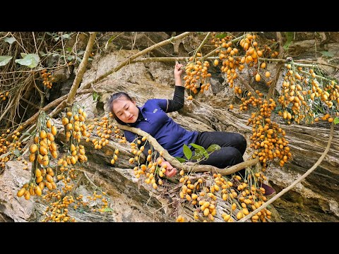 Harvesting forest fruits on cliffs to sell - Marinated in sugar, preserve fruit for a long time