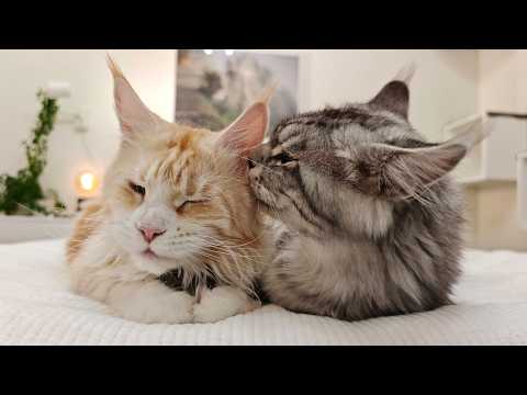 Two Cats Meet for the First Time - To Have Kittens!