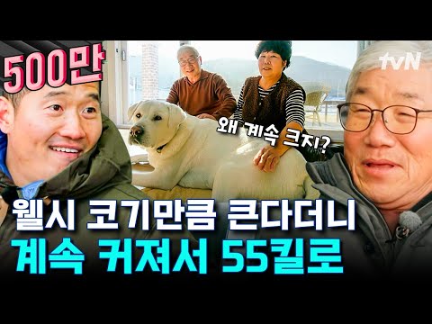 착한 성격에 그렇지 못한 보디💪 데려온 지 두 달 만에 근육질 몸매로 변해버린 반려견 '반'의 온순 모먼트..🧡 | 고독한훈련사