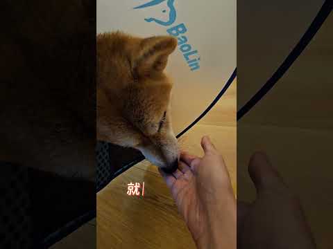 好聞師米果發現晚餐被加腸胃藥🤣 #柴犬 #dog #shibainu #doglife #可愛い #cute #pets #cutedog #shorts #family #shiba #毛小孩