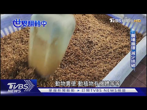 【世界翻轉中】沒有廢棄物的農莊! 黑水虻幫忙分解廢棄物 土丘栽種減碳排|TVBS新聞 @TVBSNEWS01